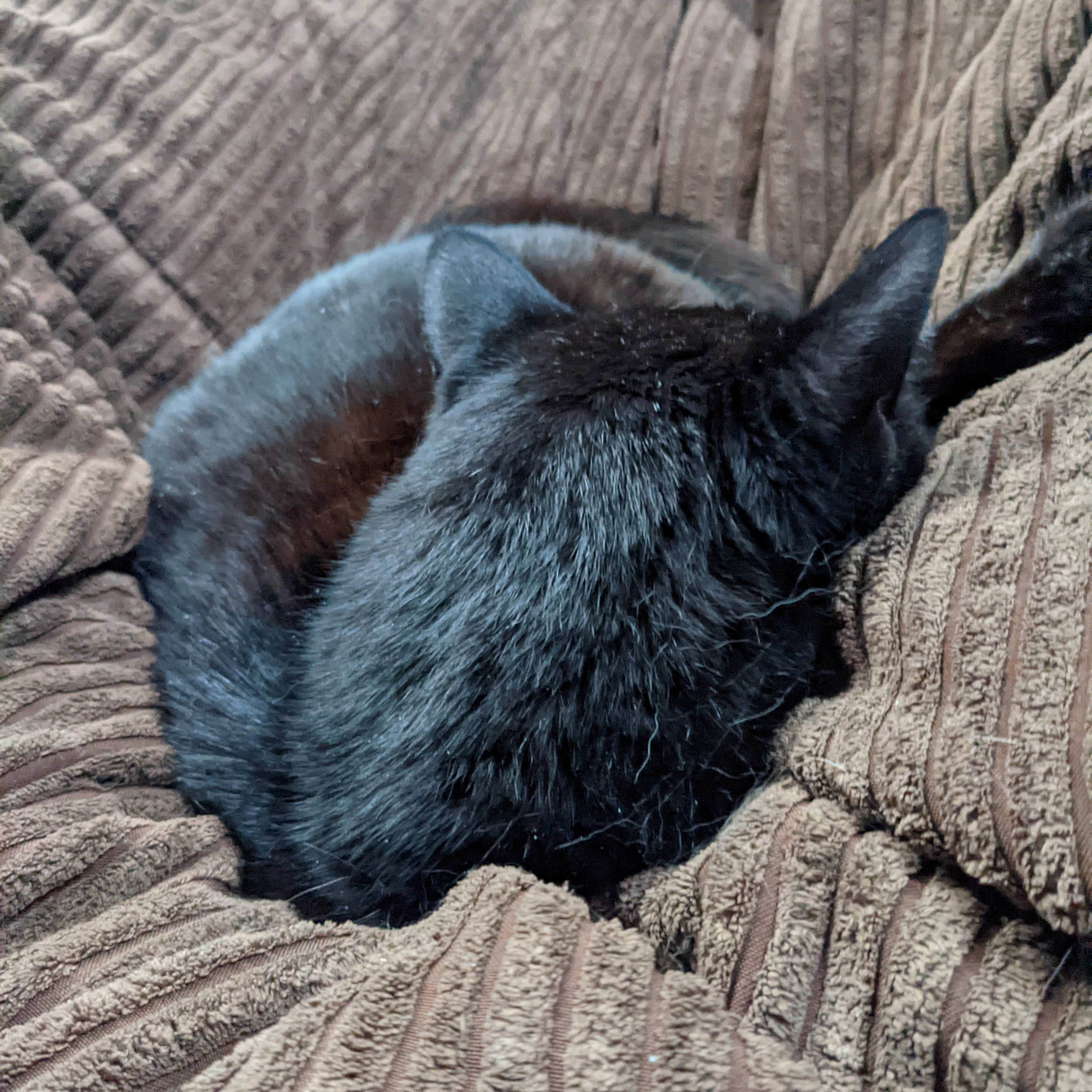 Lincoln the cat curled in a ball