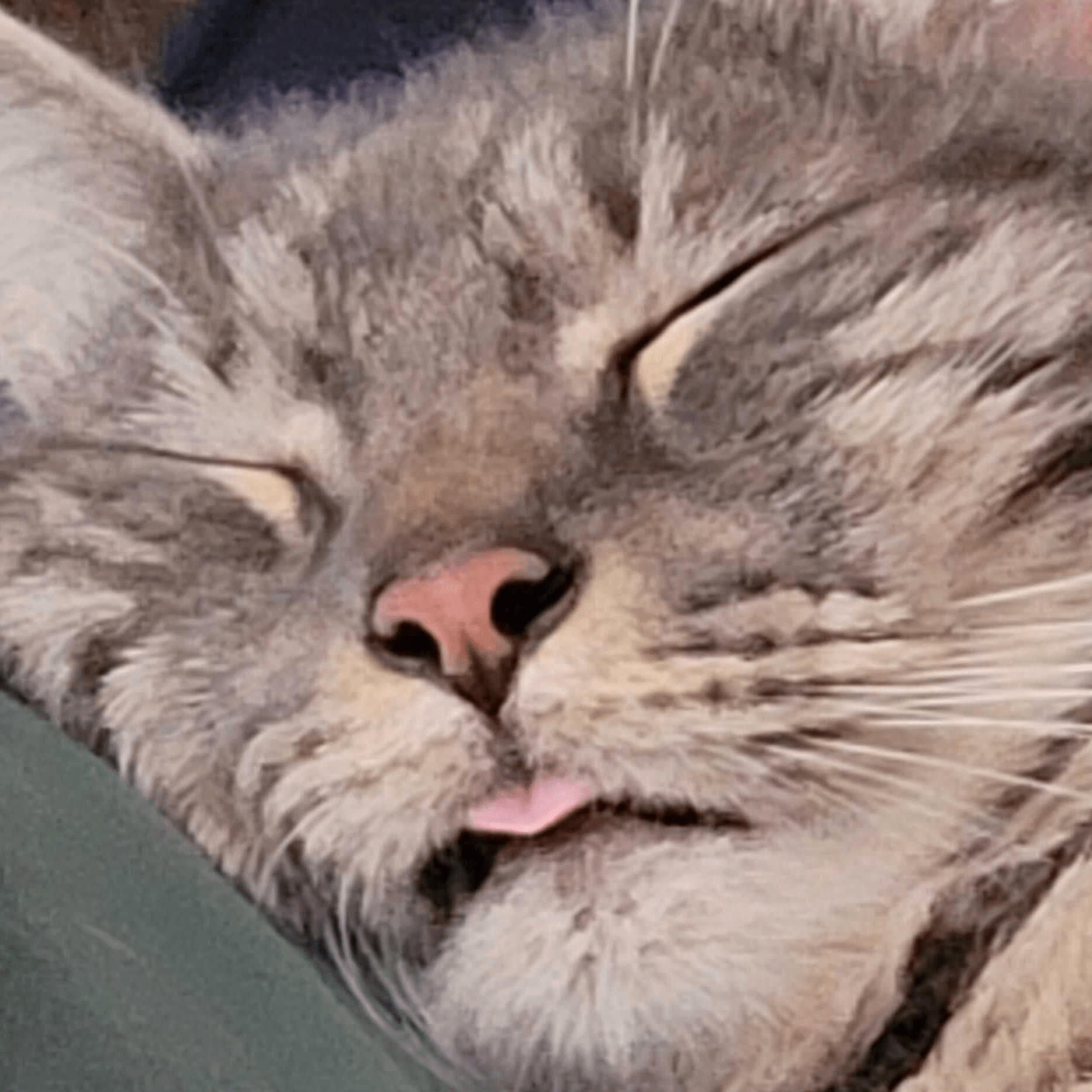 Neptune the cat and his tongue