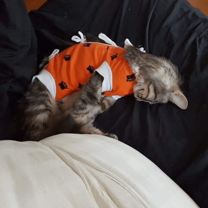 Arti the cat sleeping in a vest