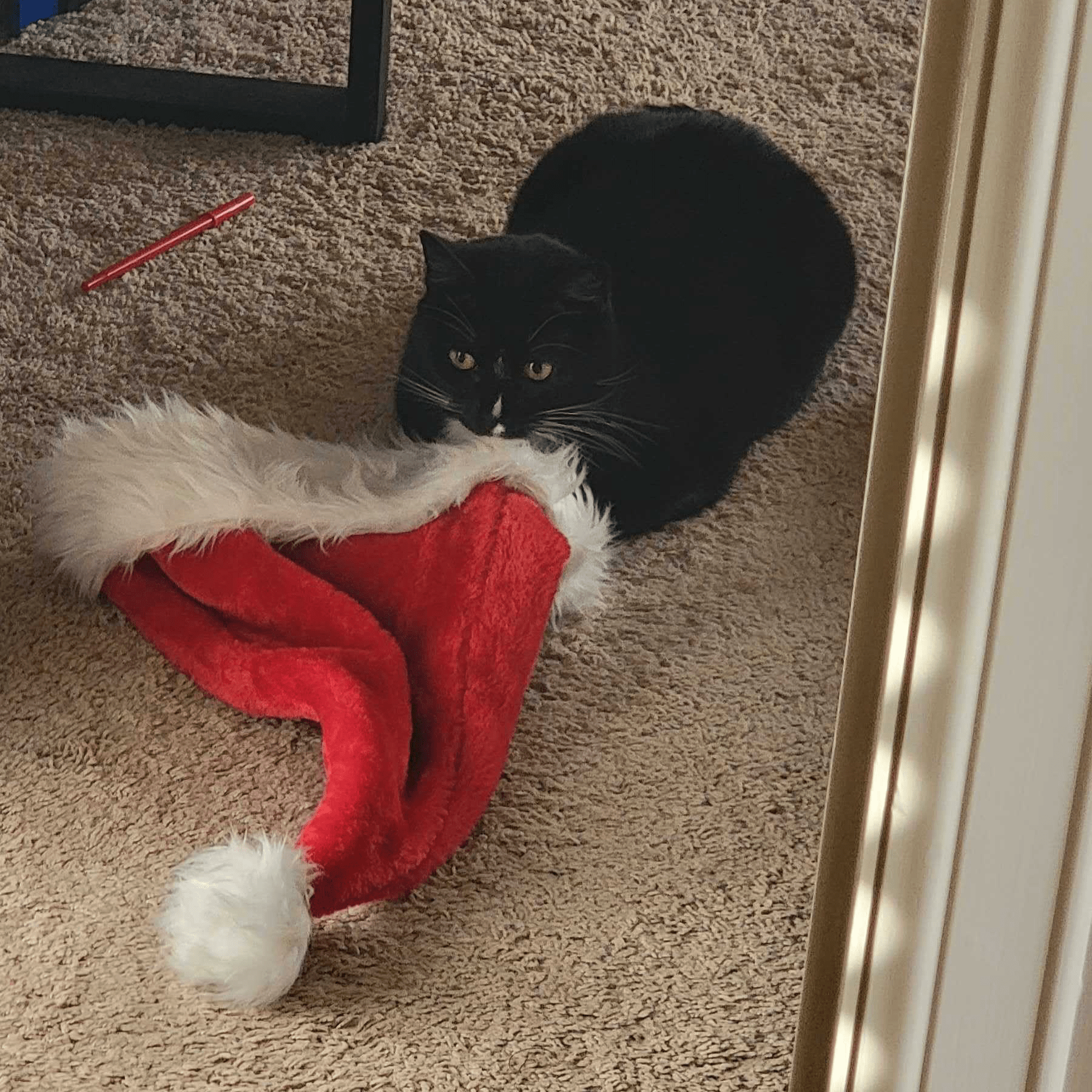 Zelda the cat confused about a santa hat