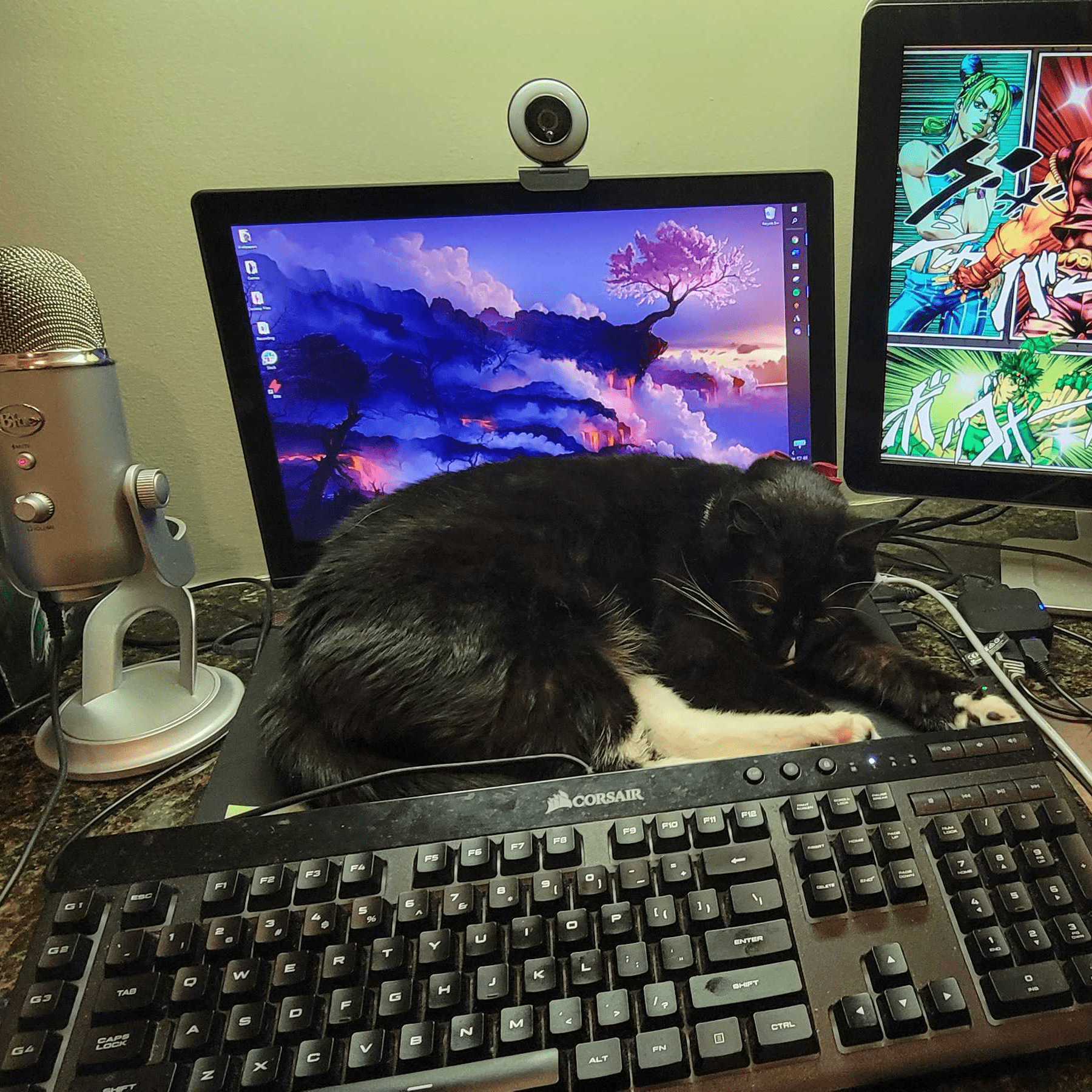 Zelda the cat naps on the desk