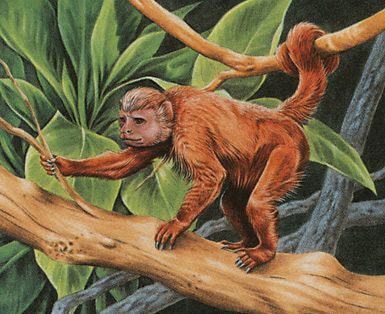 Tree Monkey | Illustration by Una Fricker