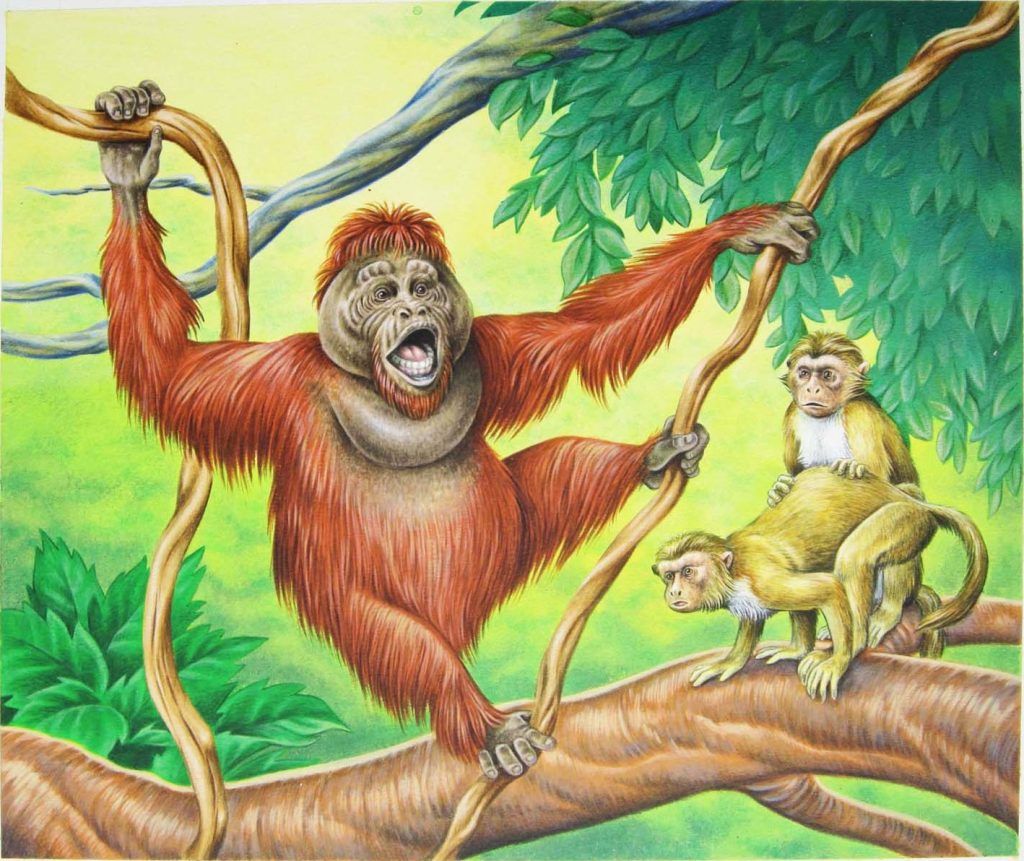 Uktabi Orangutan | Illustration by Una Fricker