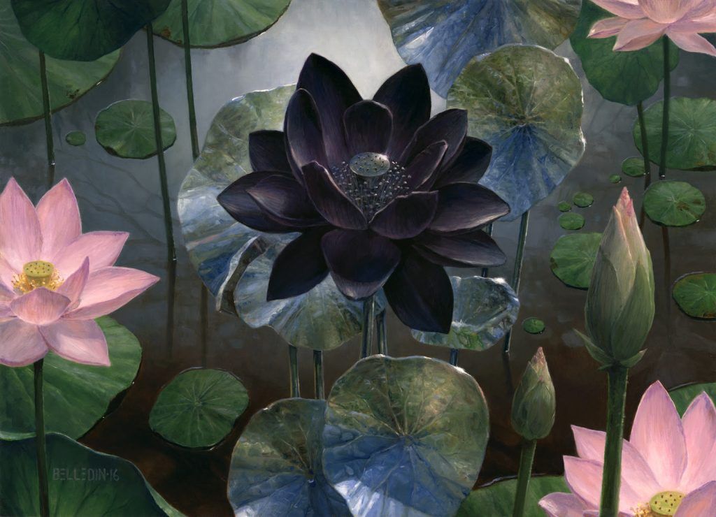 Black Lotus - Illustration by Steven Belledin