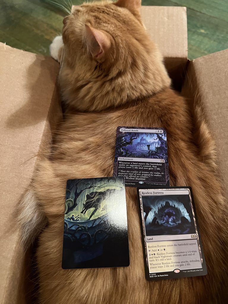 Magic Cards on Cat