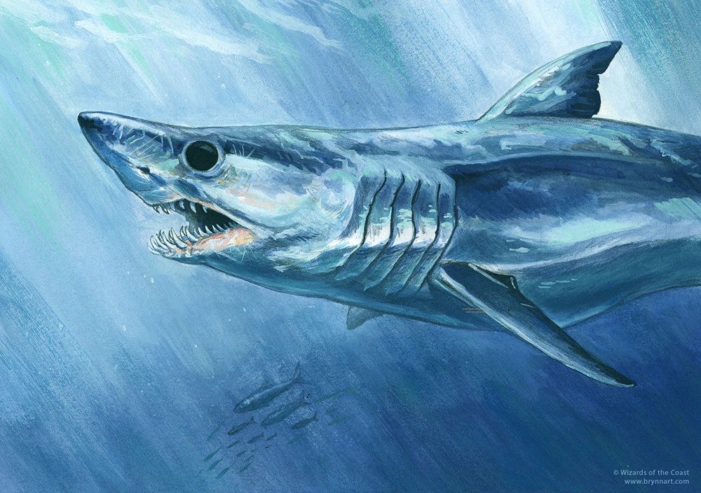 Half-Shark, Half- - Illustration by Brynn Metheney