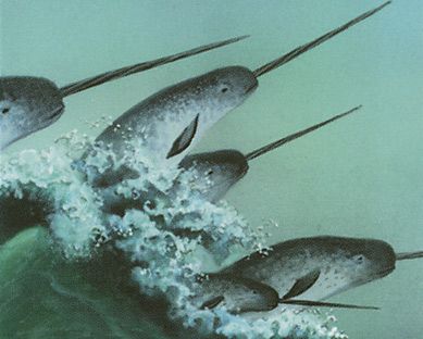 Narwhal - Illustration by David A. Cherry