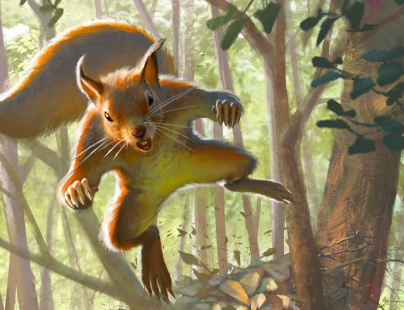 Squirrel - Illustration by Daniel Ljunggren